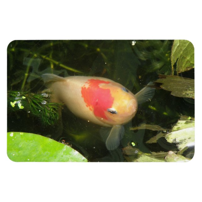 Goldfish Premium Magnet (Horizontal)
