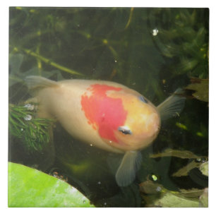 Goldfish Tile