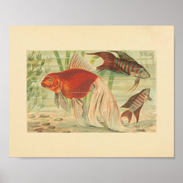 Goldfish Tropical Fish Vintage Colour Art Print (Front)
