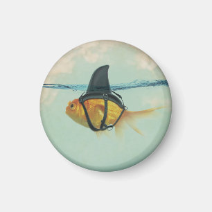 Goldfish with a Shark Fin Magnet