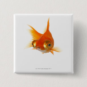 Goldfish with Big eyes 2 Inch Square Button