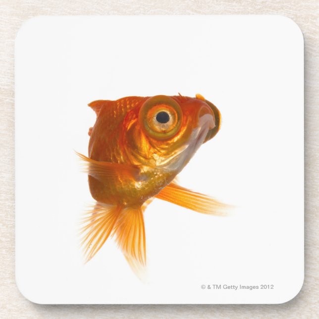 Goldfish with Big eyes 3 Coaster (Front)