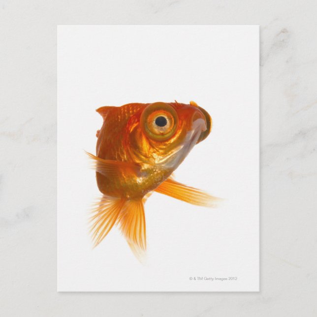 Goldfish with Big eyes 3 Postcard (Front)