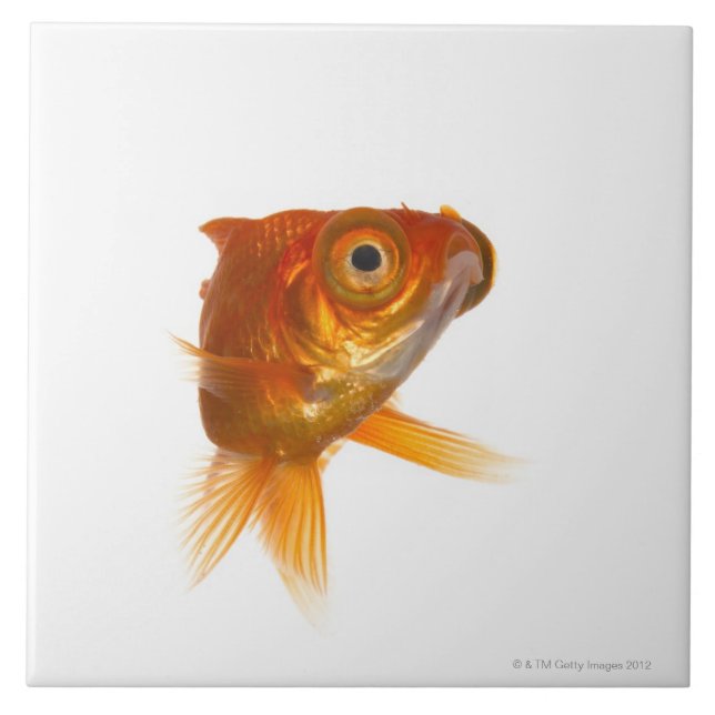 Goldfish with Big eyes 3 Tile (Front)