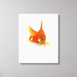 Goldfish with Big eyes Canvas Print
