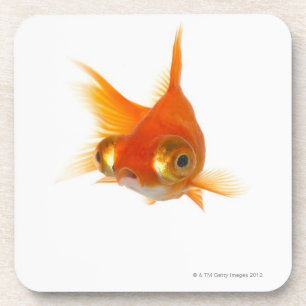 Goldfish with Big eyes Coaster