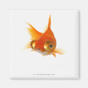 Goldfish with Big eyes Magnet