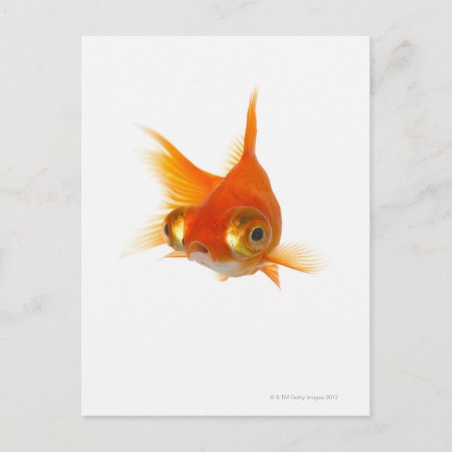 Goldfish with Big eyes Postcard (Front)