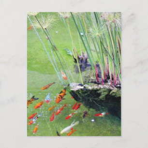 Goldfishes Postcard