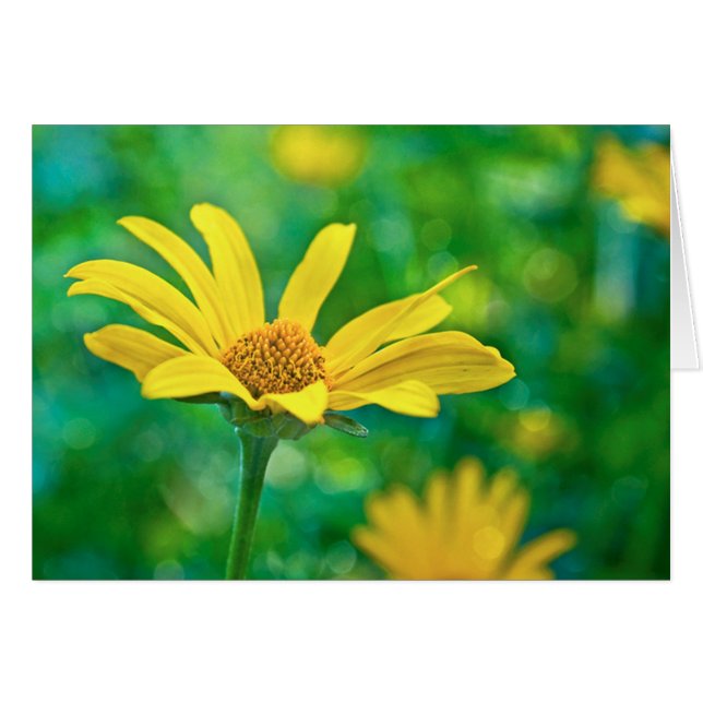 Goldie (Front Horizontal)