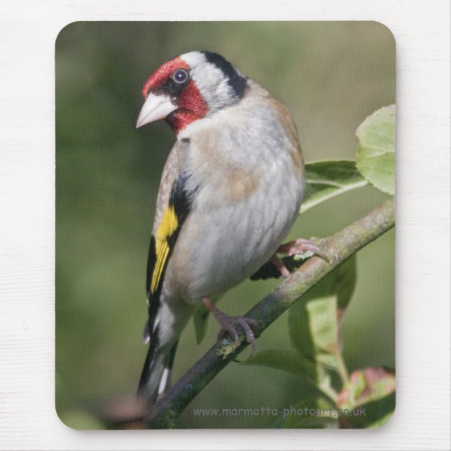 Goldie Mousemat Mouse Pad (Front)