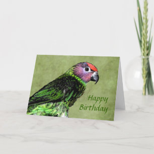 Goldie's Lorikeet Birthday Card
