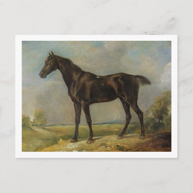 Golding Constable's Black Riding-Horse, c.1805-10 Postcard (Front)