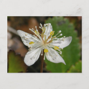 Goldthread Blossom, Unalaska Island Postcard