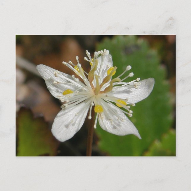 Goldthread Blossom, Unalaska Island Postcard (Front)