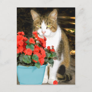 "Goldy & Red Flowers" Postcard