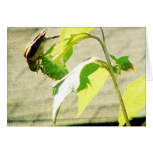Golfinch and Sunflower