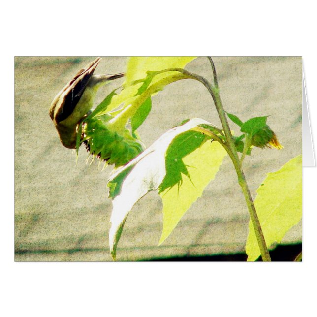 Golfinch and Sunflower (Front Horizontal)
