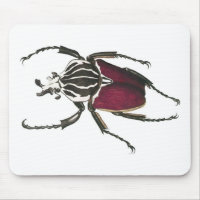 Goliath Beetle