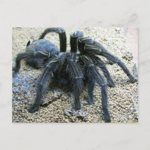 Goliath Tarantula Postcard