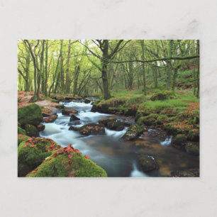 Golitha Falls Postcard