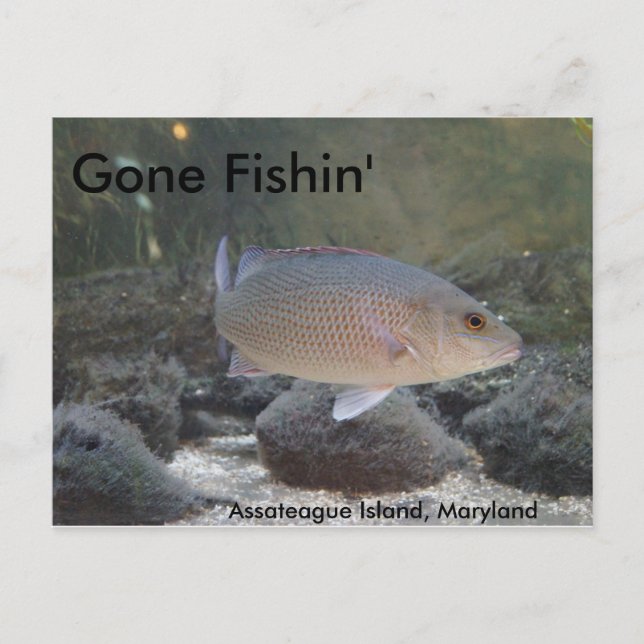 Gone Fishin' at Assateague Island, MD Postcard (Front)