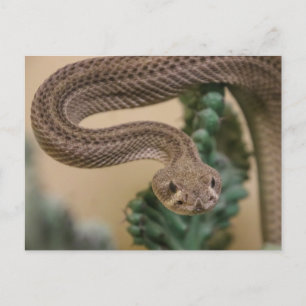 Gone Get Yea! Postcard