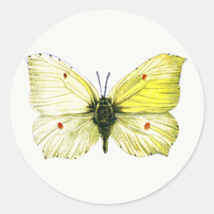 Gonepteryx rhamni - The Common Brimstone Butterfly Classic Round Sticker