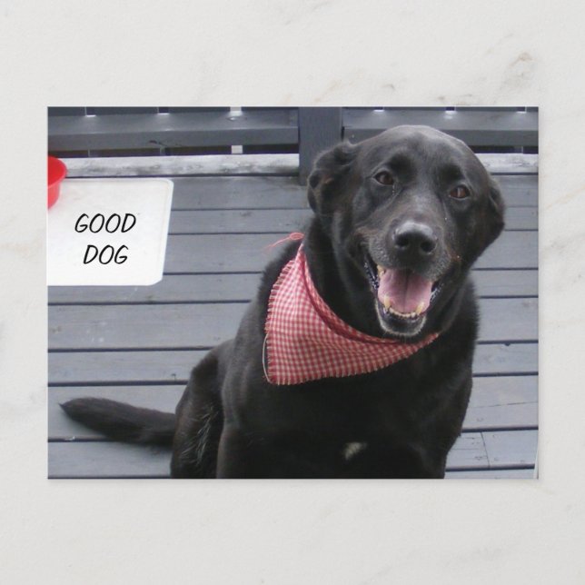 GOOD DOG POSTCARD (Front)