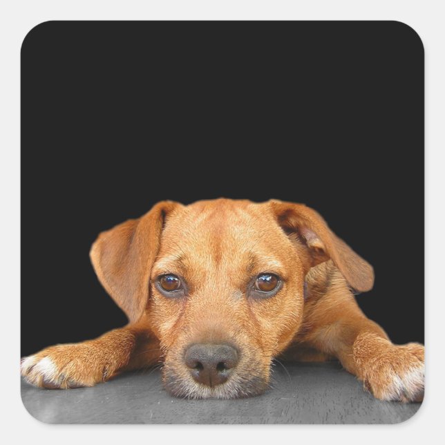 Good Dog Square Sticker (Front)