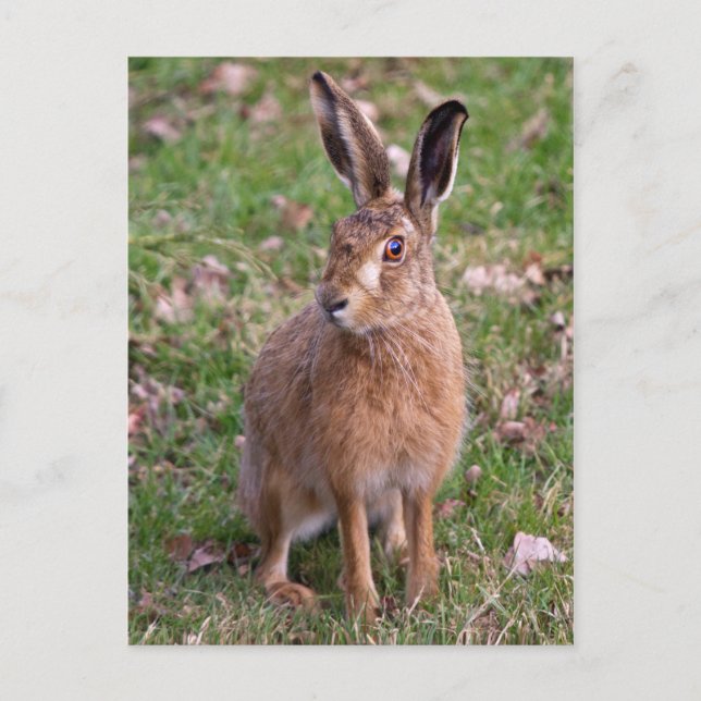 Good Hare Day Postcard (Front)