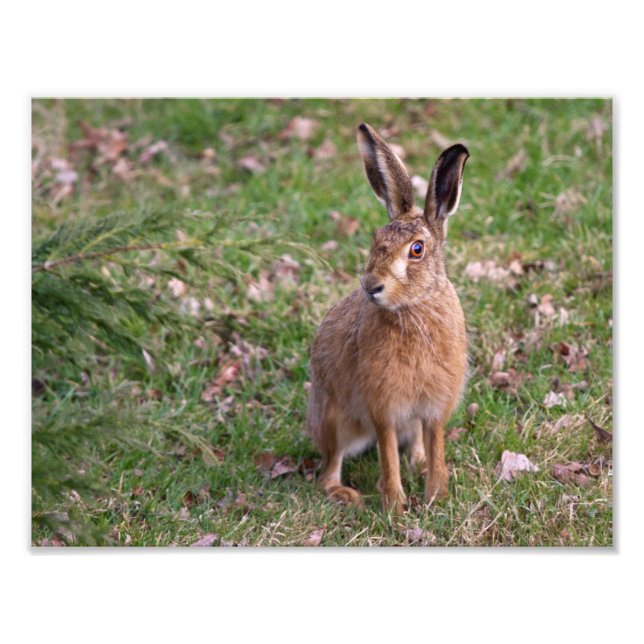 Good Hare Day Print (Front)