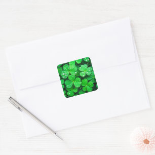 Good Luck Four-Leaf Clovers Square Sticker
