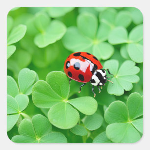 Good Luck Ladybug  Square Sticker