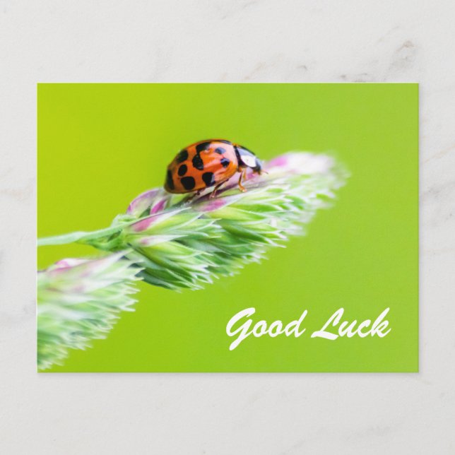 Good luck with a little ladybug! postcard (Front)