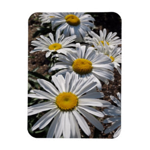 Good Morning Daisies Magnet