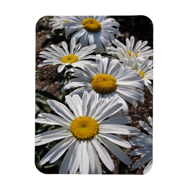 Good Morning Daisies Magnet (Vertical)