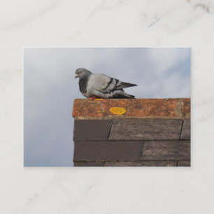 Good Morning Pigeon Business Card