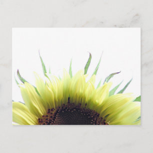 Good morning sunflower postcard