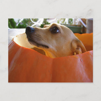Good Rufus Pumpkin Postcard