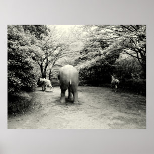 Goodbye Elephant, Tiger and Zebra Poster