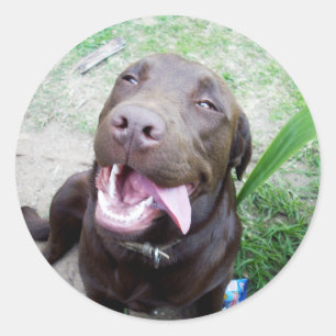 Goofy Delights: Chocolate Brown Labrador Puppy, Classic Round Sticker