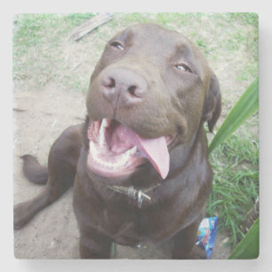Goofy Delights: Chocolate Brown Labrador Puppy, Stone Coaster