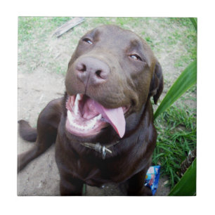Goofy Delights: Chocolate Brown Labrador Puppy, Tile