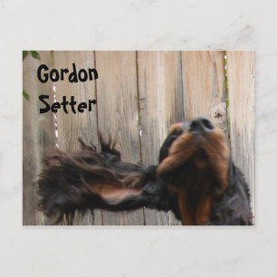 Goofy Gordon Setter Postcard