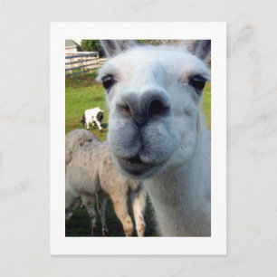 Goofy Llama Postcard