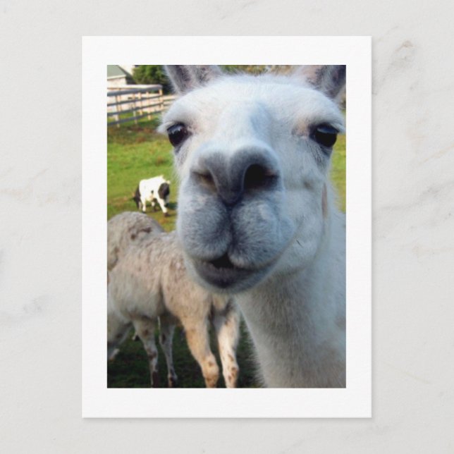 Goofy Llama Postcard (Front)