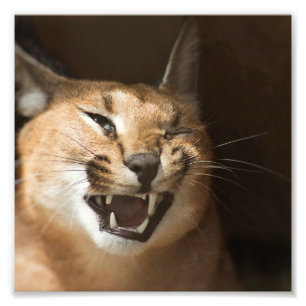 Goofy Lynx Photo Print