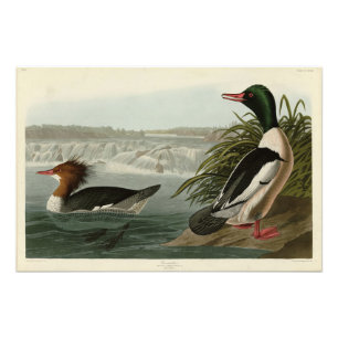 Goosander (Common Merganser) Audubon's Birds Photo Print
