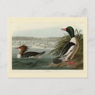 Goosander (Common Merganser) Audubon's Birds Postcard